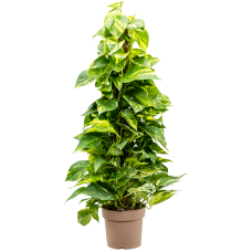 Scindapsus (Epipremnum) 'Aureum'