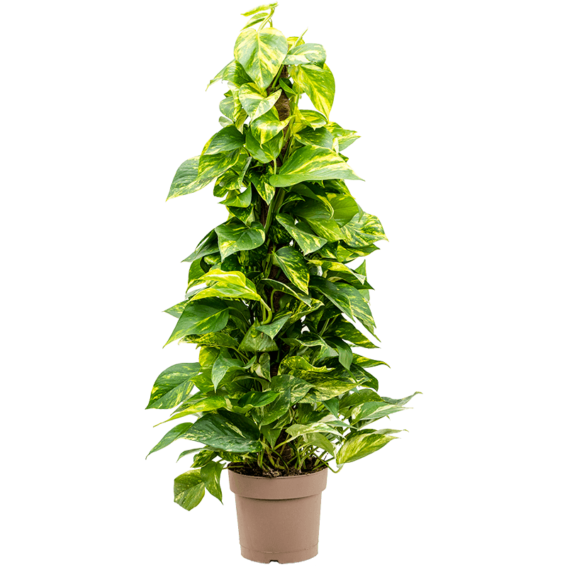 Эпипремнум Golden Pothos