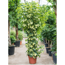 Schefflera arboricola 'Gold Capella'