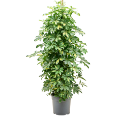 Schefflera arboricola 'Gold Capella'