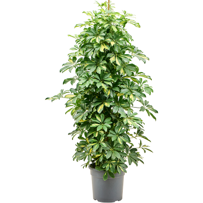 Растение горшечное Шеффлера/Schefflera arboricola 'Gold Capella'