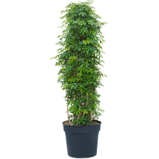 Schefflera arboricola 'Luseana'