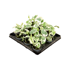 Scindapsus (Epipremnum) 'N'joy' 12/tray