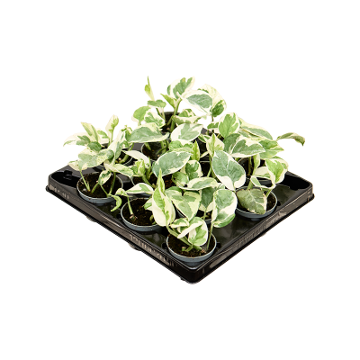 Растение горшечное Сциндапсус/Scindapsus (Epipremnum) 'N'joy' 12/tray