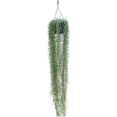 Растение горшечное Сенецио/Senecio blue pickle