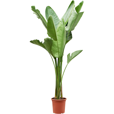 Растение горшечное Стрелиция/Strelitzia nicolai