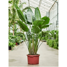 Strelitzia nicolai