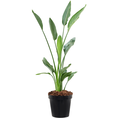 Растение горшечное Стрелиция/Strelitzia reginae