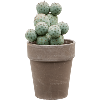 Растение горшечное Кактус/Tephrocactus geometricus