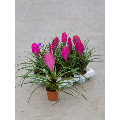 Растение горшечное Тилландсия/Tillandsia cyanea 'Anita'12/tray