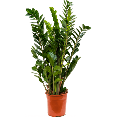 Растение горшечное Замиокулькас/Zamioculcas zamiifolia