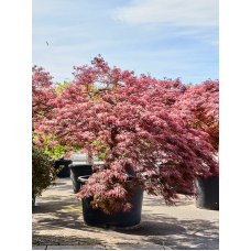 Acer pal. diss 'Crimson Queen'