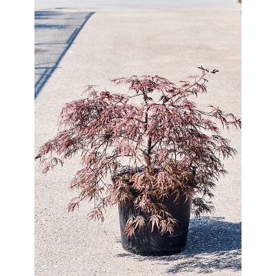 Растение горшечное Клён/Acer pal. 'Inaba-shidare' (80-100)