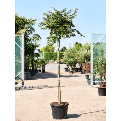 Растение горшечное Клён/Acer Palmatum 'Osakazuki'