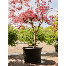 Acer pal. diss. 'Stella Rossa'