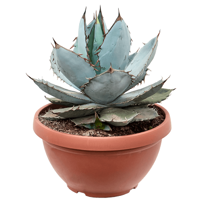 Растение горшечное Агава/Agave titanota 'Blue Ice'