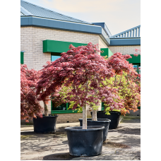 Acer pal. diss. 'Garnet'