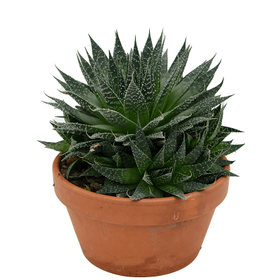 Растение горшечное Алоэ/Aloe aristata
