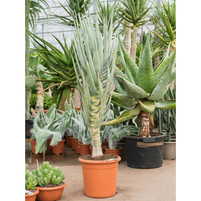 Растение горшечное Алоэ/Aloe dicotoma