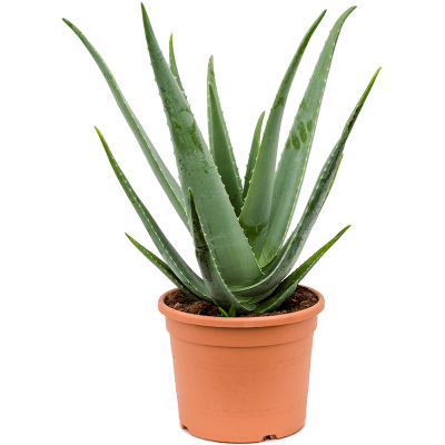 Растение горшечное Алоэ/Aloe vera barbadensis