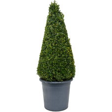 Buxus sempervirens