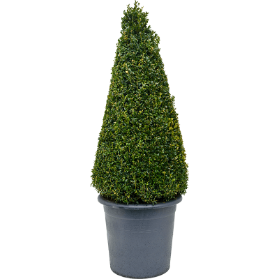 Растение горшечное Самшит/Buxus sempervirens