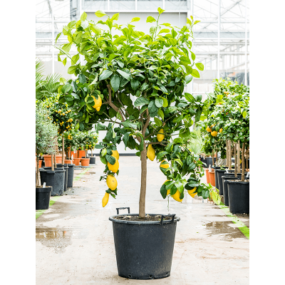 Растение горшечное Цитрофортунелла/Citrus lemon