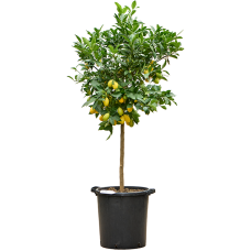 Citrus aurantifolia 'Limequat'