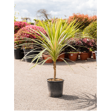 Cordyline australis 'Torbay Dazzler'