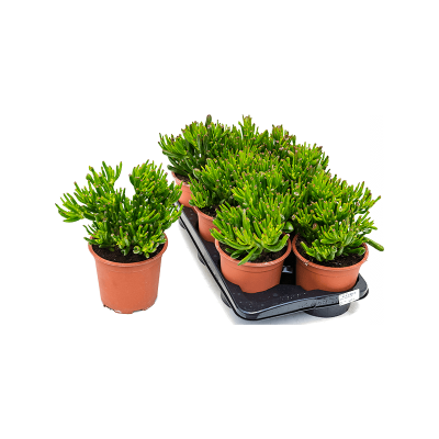 Растение горшечное Крассула/Crassula ovata 'Horntree' 6/tray