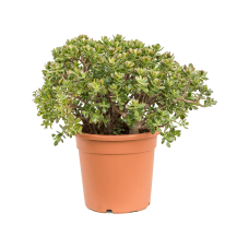 Crassula ovata 'Minor'