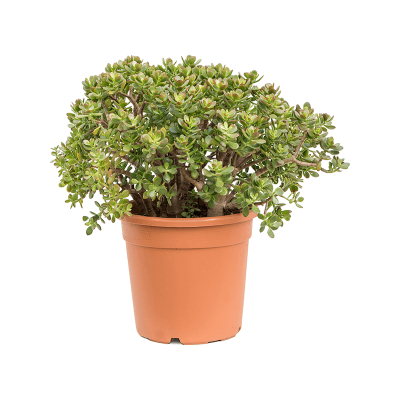 Растение горшечное Крассула/Crassula ovata 'Minor'