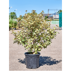 Elaeagnus ebbingei 'Maryline'