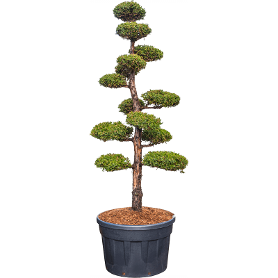 Растение горшечное Можжевельник/Juniperus chinensis 'Monarch'