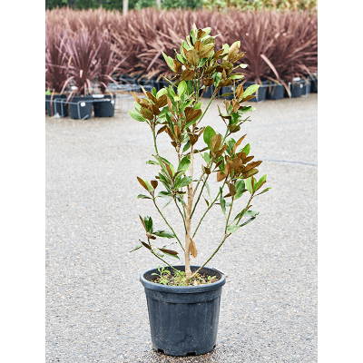 Растение горшечное Магнолия/Magnolia grandiflora 'Little Gem'
