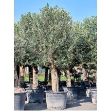 Olea europaea (240-300)