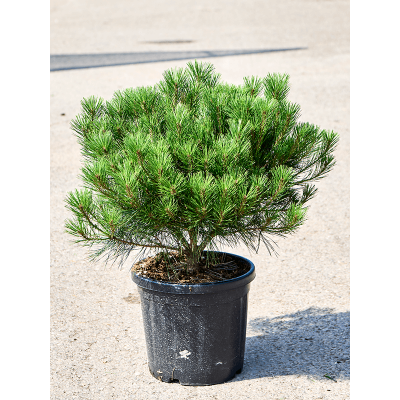 Растение горшечное Сосна/Pinus densiflora 'Alice Verkade'