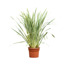 Phormium tenax 'Variegatum