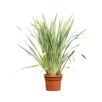 Растение горшечное Формиум/Phormium tenax 'Variegatum