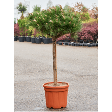 Pinus nigra 'Pierrick Bregeon' (140-160)