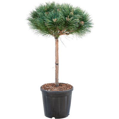 Растение горшечное Сосна/Pinus nigra 'Brepo'