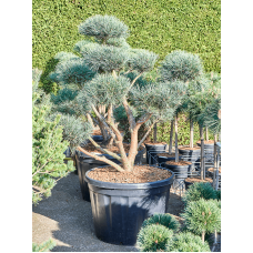Pinus sylvestris 'Watereri' (175-195)