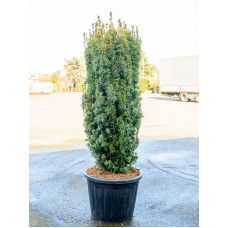 Taxus baccata 'David'