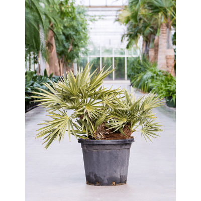 Растение горшечное Тритринакс/Trithrinax campestris