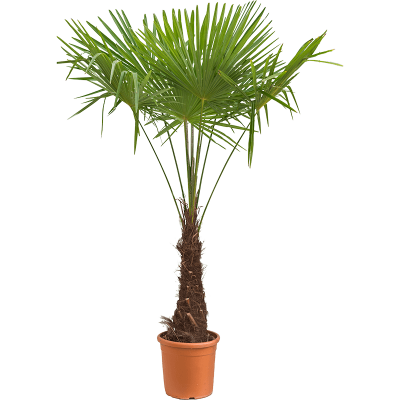 Растение горшечное Трахикарпус/Trachycarpus fortunei