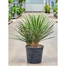 Yucca filifera