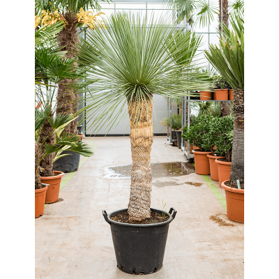 Растение горшечное Юкка/Yucca linearifolia