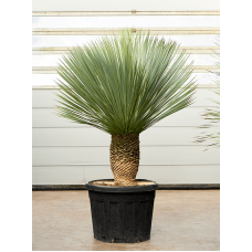 Yucca rostrata (170-190)