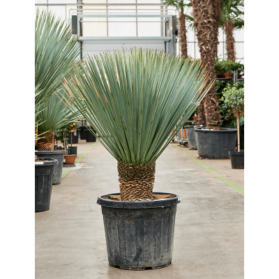 Растение горшечное Юкка/Yucca rostrata (120-140)