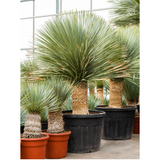 Yucca rostrata